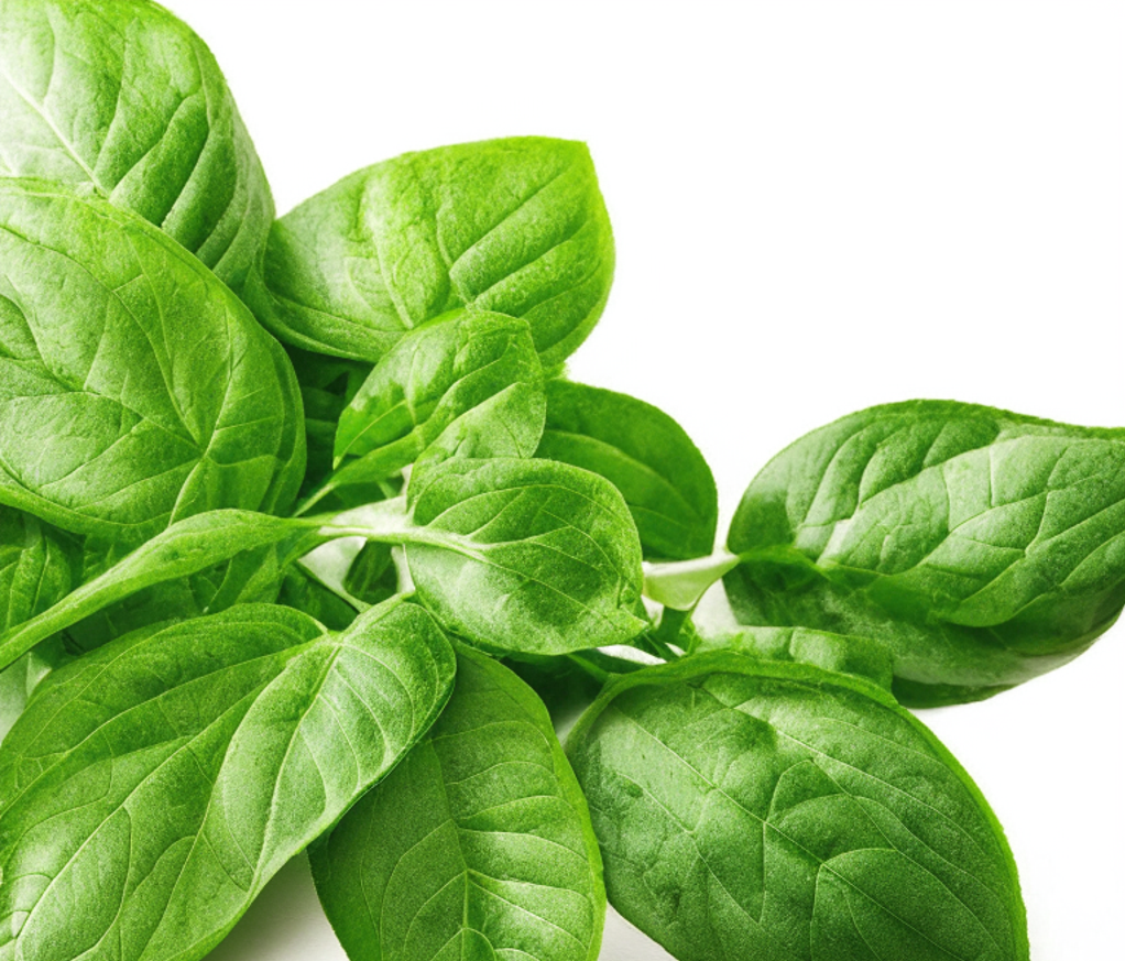 Basil_Leaves