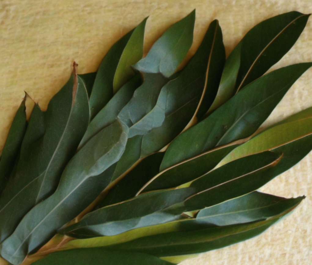 Bay_Leaf
